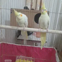 جفت عروس هلندی با یک جوجه