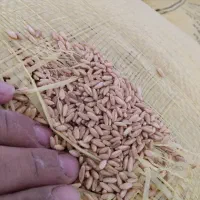فروش 5تن گندم دیم بذری