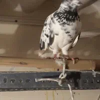 کفتر|پرنده|تهران, سنگلج (شاپور)|دیوار