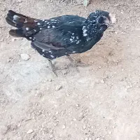 مرغ و خروس|حیوانات مزرعه|قشم, |دیوار