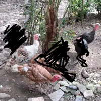 تعدادی مرغ خروس، غاز کاکلی، اردک کاکلی و بوقلمون|حیوانات مزرعه|لنگرود, |دیوار