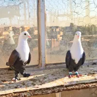 کبوتر کله سفید.کربلایی|پرنده|مه ولات, |دیوار