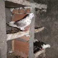 کبوتر ساعت سنگین