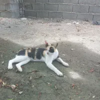 واگذاری گربه کاملا دست آموز وتربیت شده