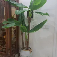 درختچه موز