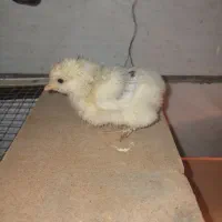 جوجه و تخم نطفه دار|حیوانات مزرعه|قزوین, |دیوار