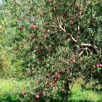 فروش سیب درختی به صورت درخت یااجاره
