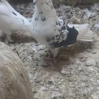 کیوتر|پرنده|هشتگرد, شهرک صنعتی هشتگرد|دیوار