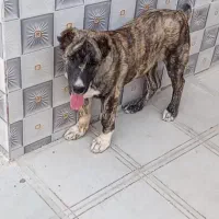 توله سگ دوماهه|سگ|کاشمر, |دیوار