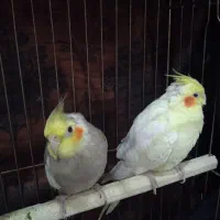 عروس هلندی موقتی