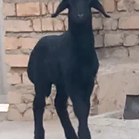 قوچ قره قزل چال|حیوانات مزرعه|ایجرود, |دیوار