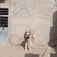 ماده سرابی دیونه