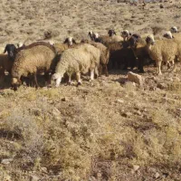 میش ترکی بختیاری|حیوانات مزرعه|ارژن, |دیوار