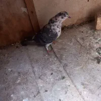 کبوتر دو عدد ماده پرشی