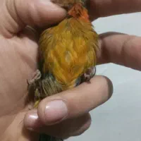 قناری ماده دارچینی سوخته اروجینال آماده|پرنده|بجنورد, |دیوار