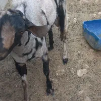 نری|حیوانات مزرعه|خمیر, |دیوار