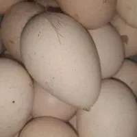 تخم بو قلمون تازه|حیوانات مزرعه|مشگین شهر, |دیوار