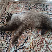 گربه نر نژادی هیمالیان دو ساله|گربه|مشهد, ابوذر|دیوار