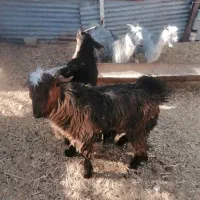 کهره نر ریز|حیوانات مزرعه|مرودشت, دولت آباد|دیوار