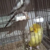 عروس هلندی|پرنده|آستانه اشرفیه, |دیوار