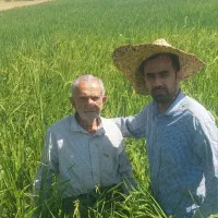 طارم هاشمی کشت اول صفر بوجار