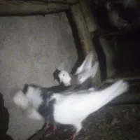 کبوتر روزگاری|پرنده|جونقان, |دیوار