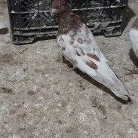 تعدادی کبوتر|پرنده|میانه, |دیوار