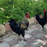 خروس|حیوانات مزرعه|مشهد, کوشش|دیوار