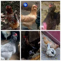 تخم مرغ نطفه دار گلین لری|حیوانات مزرعه|شهرکرد, |دیوار