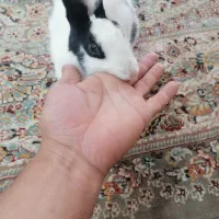 خرگوش اهلی|موش و خرگوش|آبادان, |دیوار