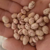 لوبیا چیتی درجه یک برداشت امسال