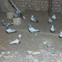 تعدادی کبوتر پرشی