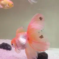 ماهی گلدفیش|ماهی|شیراز, فرهنگیان|دیوار