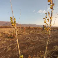 فروش باغ|فروش زمین و ملک کلنگی|هیر, |دیوار