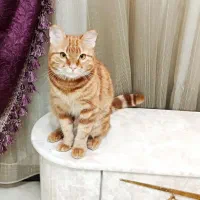 واگذاری دو گربه عقیم شده