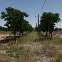 8/500مترزمین بامجوزگلخانه(سند۶دانگ تک برگ)داودآباد|فروش دفتر صنعتی، کشاورزی، تجاری|قرچک, داوود آباد|دیوار