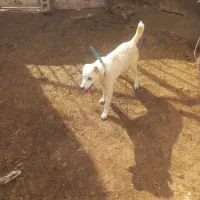 سگ‌ گوسفندی ادمی|سگ|شیروان (خراسان), |دیوار