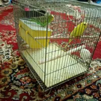 یک جفت مرغ عشق|پرنده|مسجد سلیمان, |دیوار