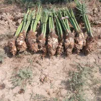 انجام تمام کارهای نخل