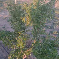 باغ-بادام-قشلاغ-آبیک