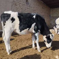 گوساله نر و ماده