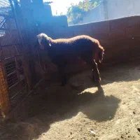 بره نر کیلو نیست بشرط|حیوانات مزرعه|گرگان, |دیوار