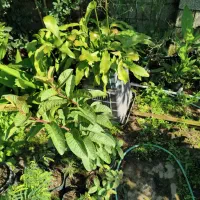 نهال گوآوا|گل و گیاه طبیعی|لاهیجان, آهندان|دیوار