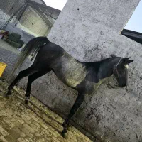 دوعدداسب نریون دره شور و کرد|اسب و تجهیزات اسب‌سواری|قم, جمکران|دیوار