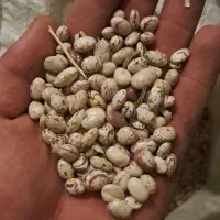 لوبیا چیتی|حراج|شازند, |دیوار