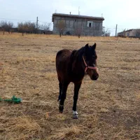 اسب نر|اسب و تجهیزات اسب‌سواری|ترکمانچای, |دیوار