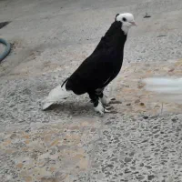 کبوترکفتر شازده گره درجایی