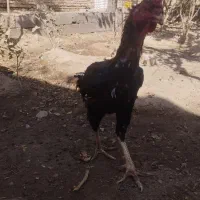 خروس‌ومرغ‌لاری