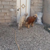 دو عدد بره نر درجه یک  چاق قیمت  دونه ۱۶۵۰۰۰۰۰