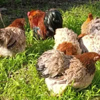 تخم و نیمچه کوشین